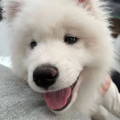its maverick profile