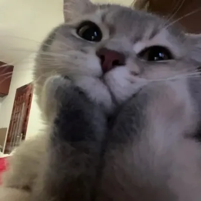 tingy ๐ง profile