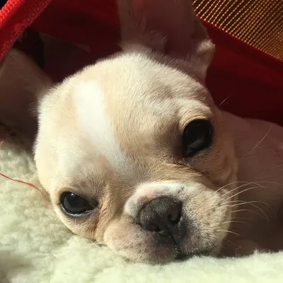 Winston profile