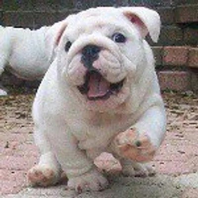 Bulldog/Frenchie/Bullies profile