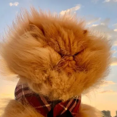 thezenkitty