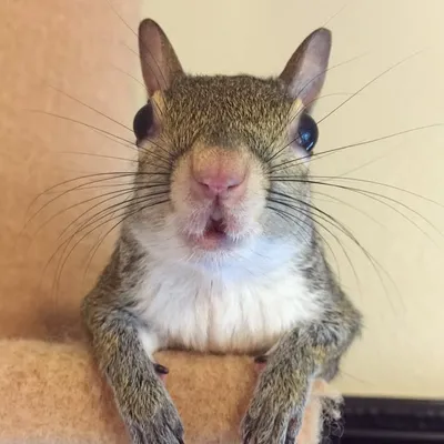 Jill The Squirrel profile