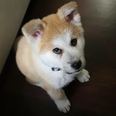 Thor profile