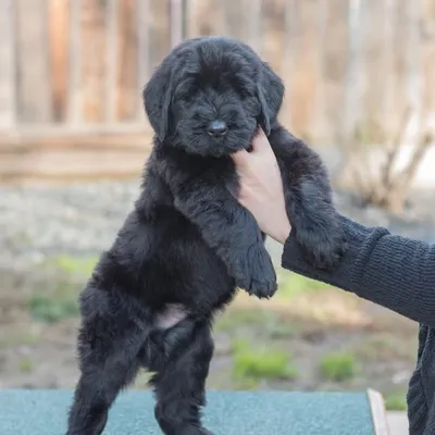 THOR the GIANT SCHNAUZER profile
