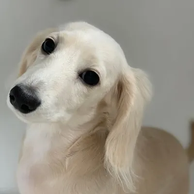 THOR profile