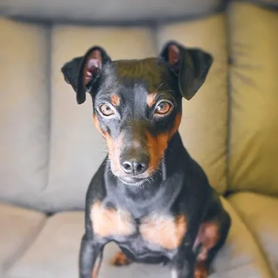 Thor Mini Pinscher profile