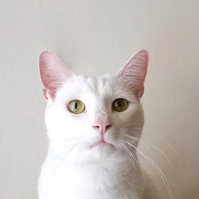 Thrasher Cat profile