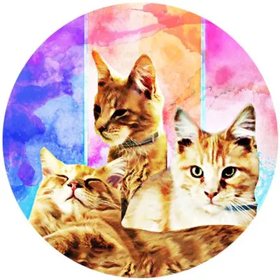 Cat... Zeus, Anemoi & Appolon profile