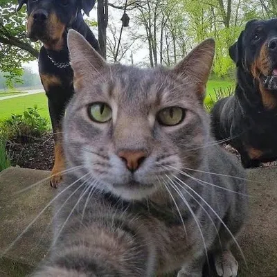 Capturing the beauty profile