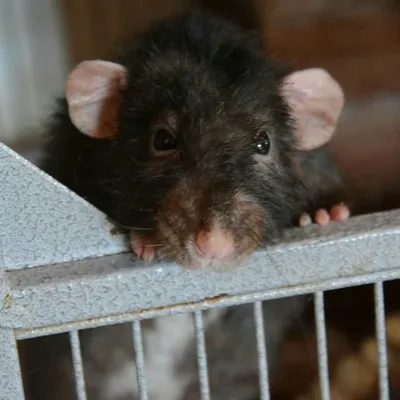 ☆Tierschutz ☆ profile