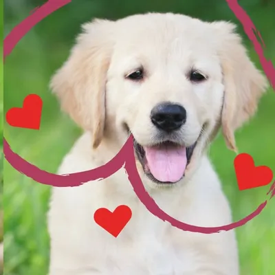 ❤️Tierlieben 🐶🐱🦋🐒🦁🐴 profile