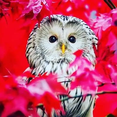 Narayan Maldhari profile
