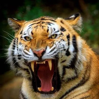 Tiger_Jatt🐅 profile
