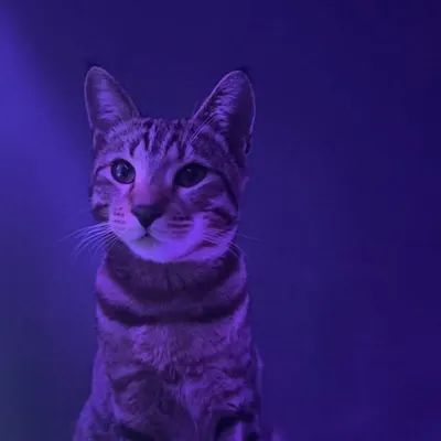 Tigris🌟 profile