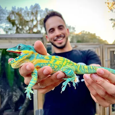 David Utrera | TikisGeckos ๐ฆ | Reptile Breeder profile
