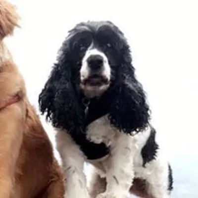 TikitheSpaniel profile
