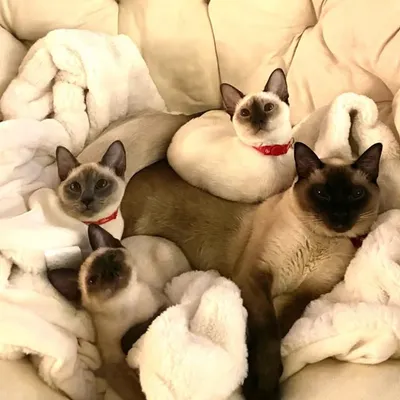 😻Bella, Nila, Celia, Tikoes & Sinyo profile