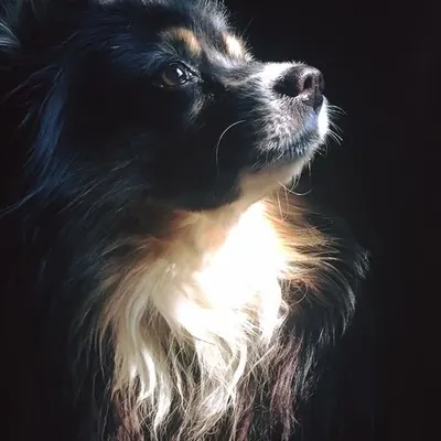 TILLU profile