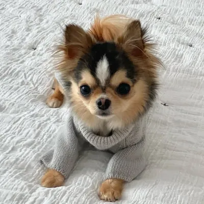 Tiny Haven Chihuahua profile