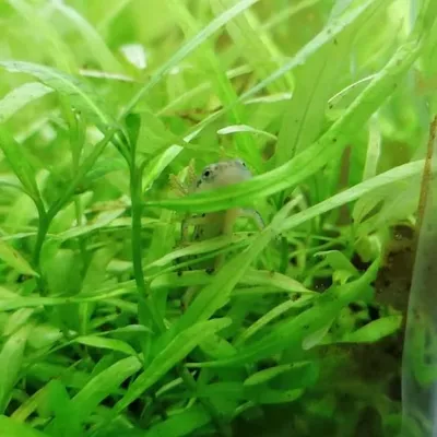 Tiny Nature profile