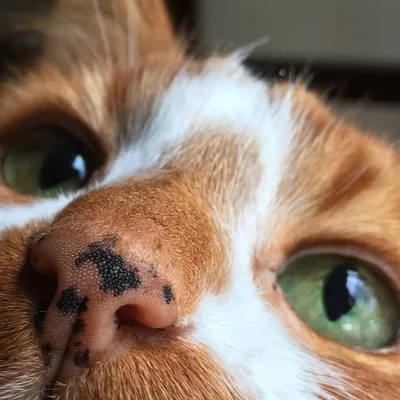 Indy’s Legacy - Hunting for a Home Fosters profile
