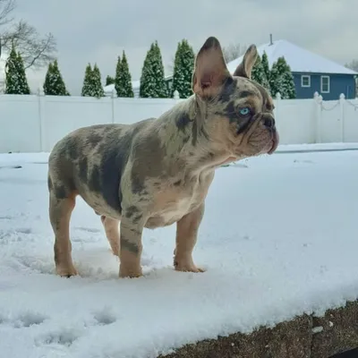 Tito_the_Frenchie profile