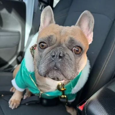 Tito profile