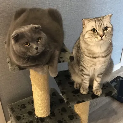 коты Тихон и Прохор profile