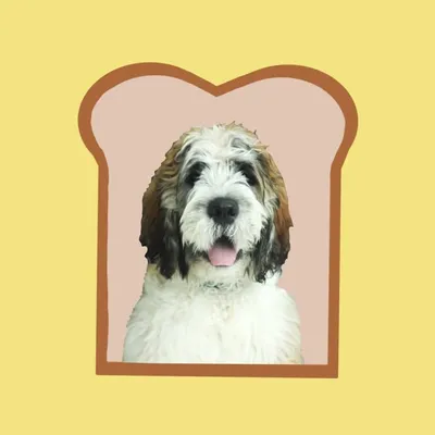 Toast • F1 Saint Berdoodle profile