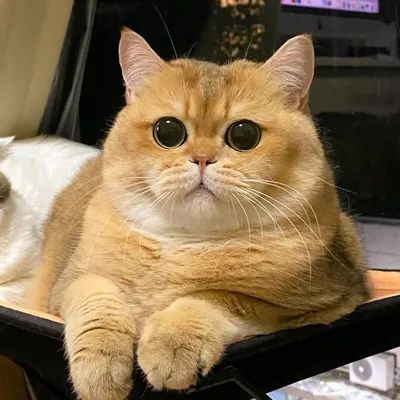 E l v i s • The Toasted Prince profile