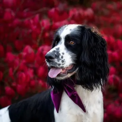 Toby profile