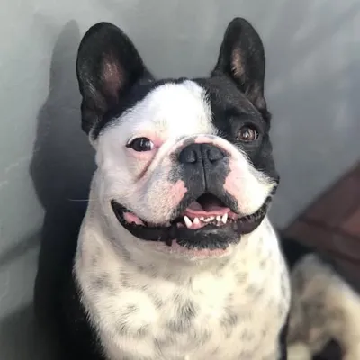TOBY profile