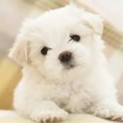 Today's Puppies 37K *Shoutouts profile