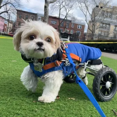 Tofu - Hell on Wheelz profile