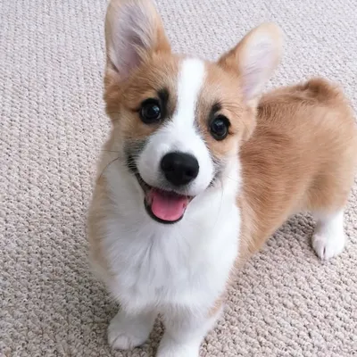 Tofu & Boshi the Corgis profile
