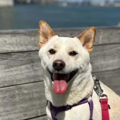 Tofu aka ่ฑ่
or ่ฑ่ฑ๐ฆ profile