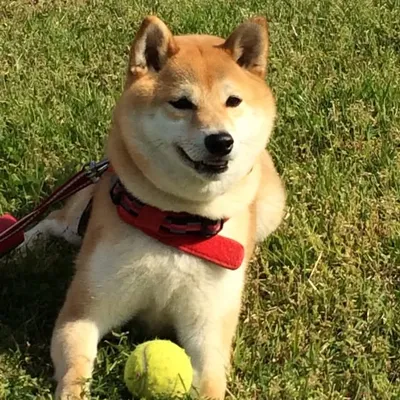 トコ profile
