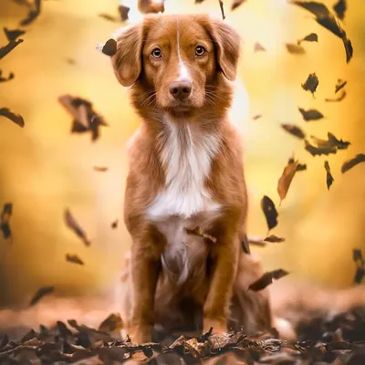 Toller Emily profile