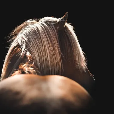 Töltaren profile