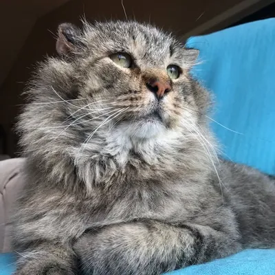Mr. Belvedere profile