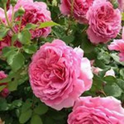 TOMOYUKI FLOWERS profile