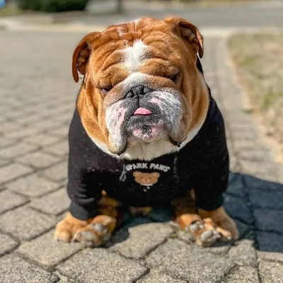 Tonka profile