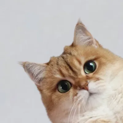 Tootie 투리 • British Shorthair profile
