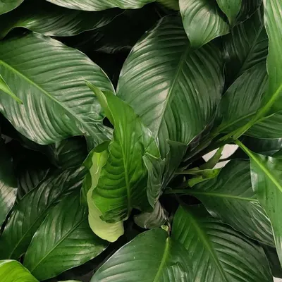 Top Down Plants ๐จ๐ฆ profile