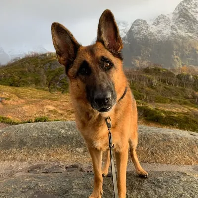 TOPI THE DOG. Cheesefluencer profile