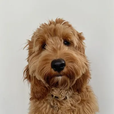 TOPPER | The Cockapoo profile