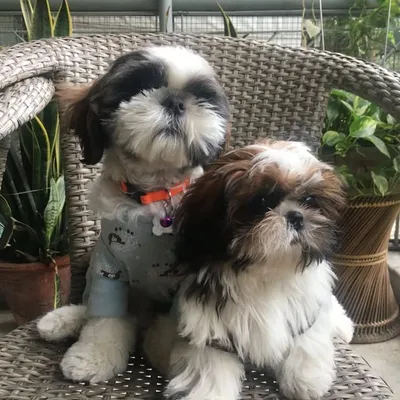 Topsy & Turvy profile