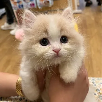 マンチカンのtoro🐈 profile