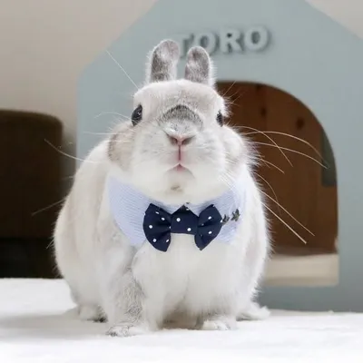 とろうさぎ profile