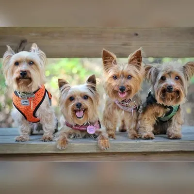 Sony, Tucker, Graham, Louie, Charlie, Paisley, Teagan, and Wyatt profile